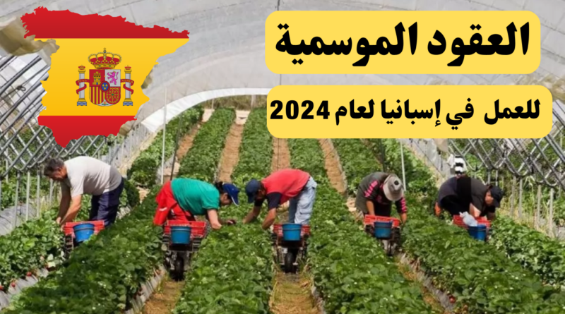 العقود الموسمية للعمل في إسبانيا لعام 2024